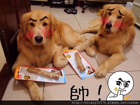 Do&Lo黃金獵犬搗蛋記 Do&Lo黃金獵犬搗蛋記