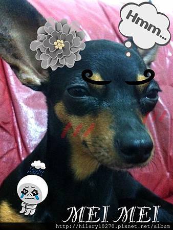 寶貝蛋Mei Mei與 吉腸