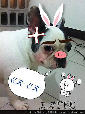 寶貝蛋Mei Mei與 LATTE