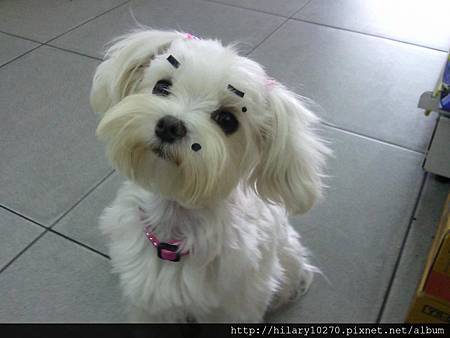 Mix【澎澎】 台灣仿黑熊-小公主 小公主