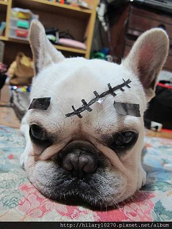 法國鬥牛犬 假鬼假怪嗙乓ㄆㄤˇㄆㄤ 乓