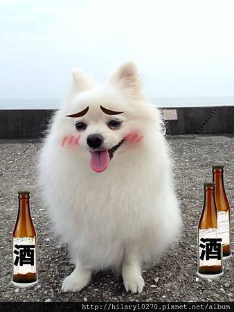 我的Cindy博美狗日記 Cindy