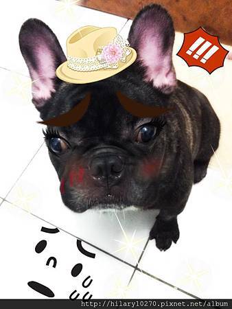 虎斑法鬥Man-【のりちゃんno ri cyan】かわいい no ri cyan