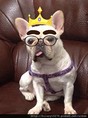 法國鬥牛犬貢丸愛正妹 正妹