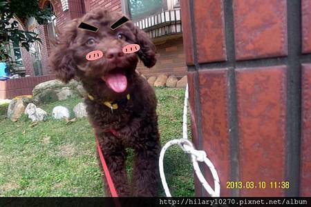 我是 巧克力貴賓 大仁哥 ˊ_>ˋ 大仁哥