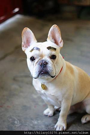 法國鬥牛 - Mr.PuPu PuPu