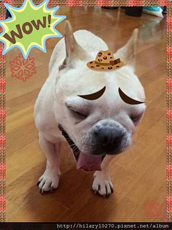 我是法國鬥牛犬 邱可樂Cola 可樂