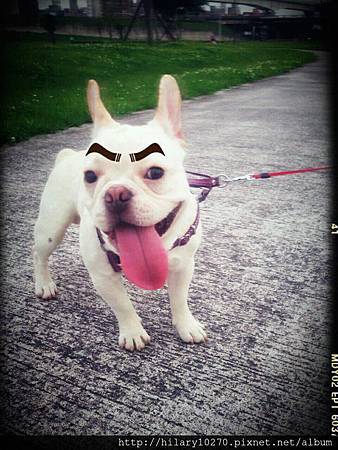 我是法鬥史丹佛 史丹佛