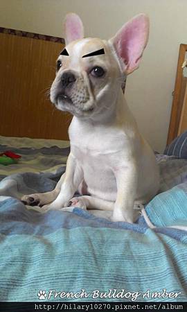 法國鬥牛犬-Amber 粗眉大叔