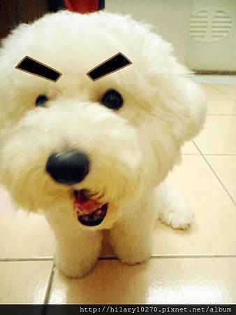 比熊犬。蔡貢丸__丸丸愛撒嬌 粗眉大叔