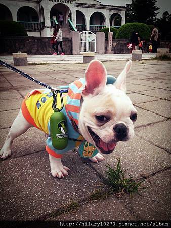 哈D-你是牛，但不可以吃草歐，乖！