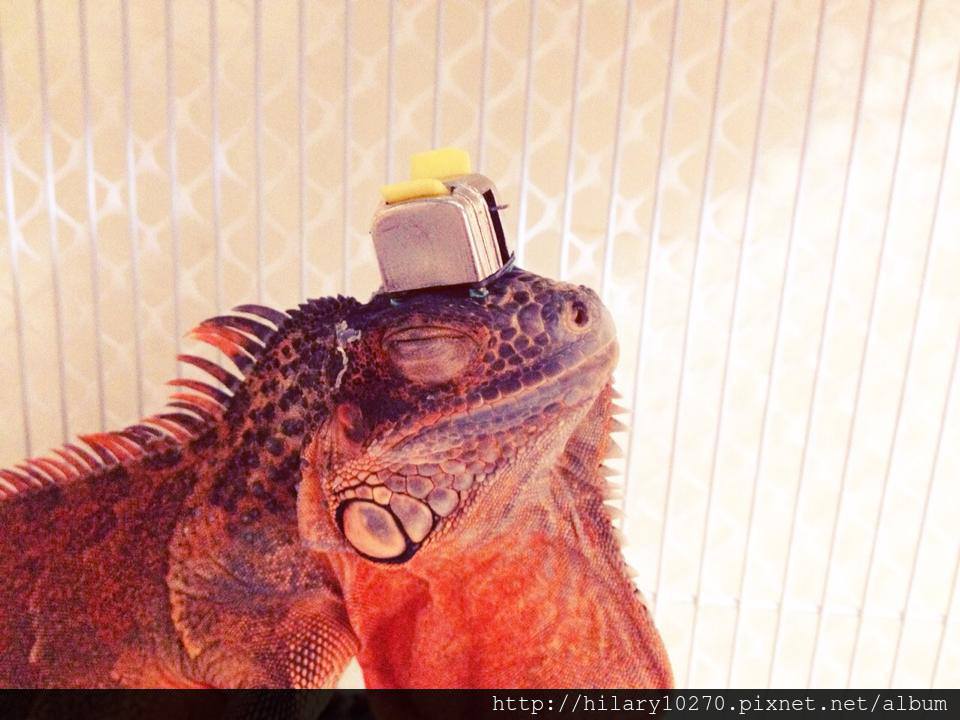 5754_204362733049455_461436428_n