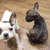 20091015-kikimiumiu (1).jpg