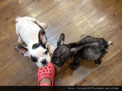 一包被丟棄的母狗加小狗，KIKI與MIUMIU半身不遂僥倖活下來勇敢姐妹。