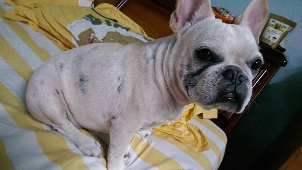 法鬥葉蝦米 灰姑娘公主的小小冒險