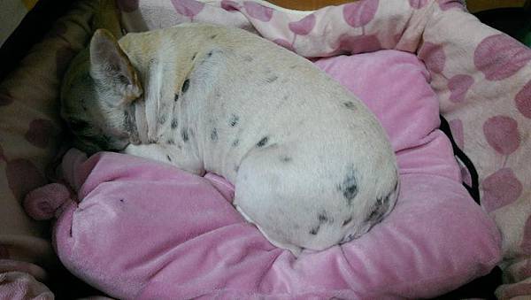 法鬥葉蝦米 灰姑娘公主的小小冒險