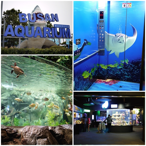 釜山水族館03 釜山水族館03