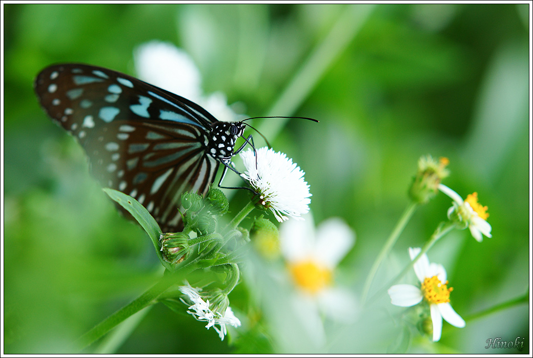 01 琉球青斑蝶_DSC02420.jpg
