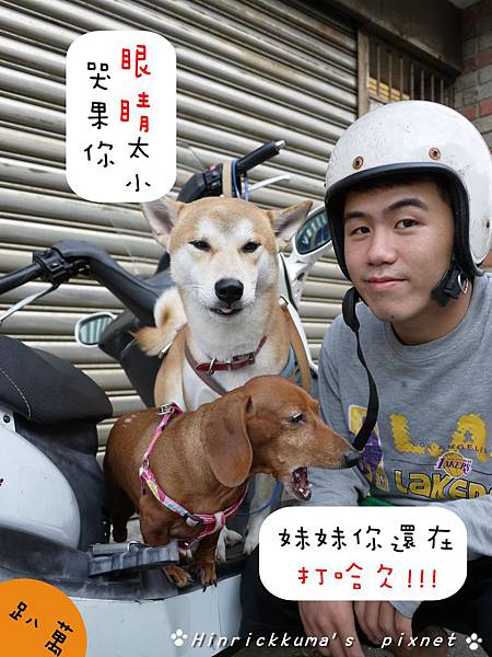 帶狗狗去跑跑(原發表者:KUMADOG爸)(相簿)