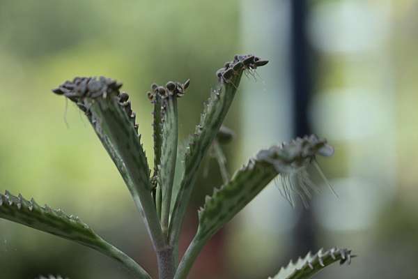 不死鳥的鳥花 思在樹人 痞客邦