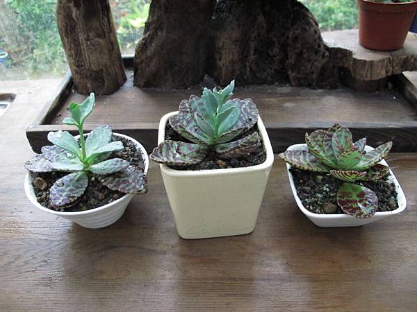 1230 001.jpg 1230 001.jpg