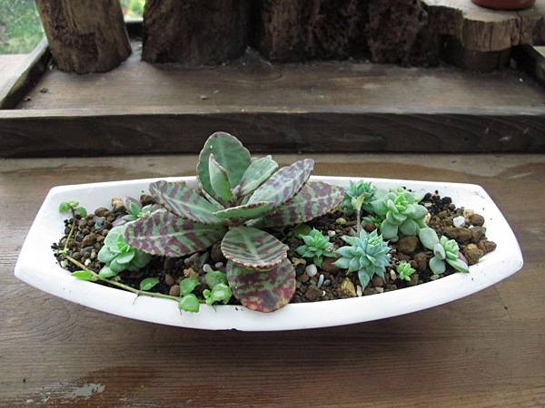 1230 006.jpg 1230 006.jpg