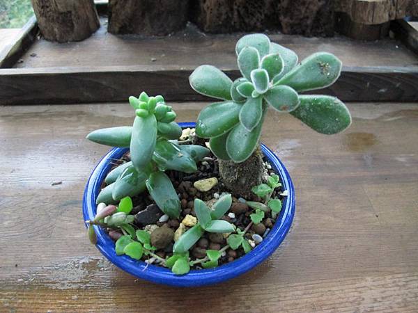 1230 007.jpg 1230 007.jpg