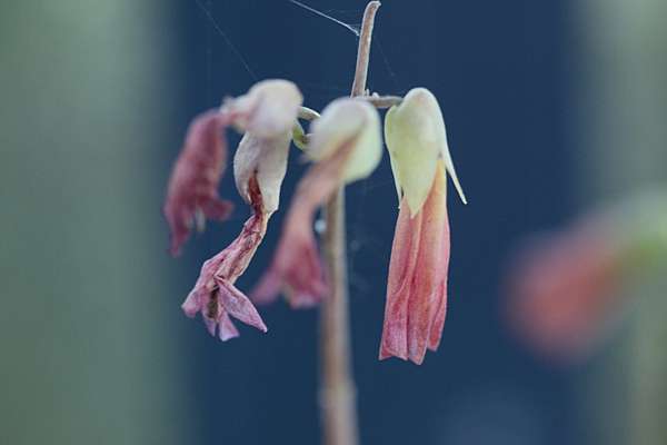 不死鳥的鳥花 思在樹人 痞客邦