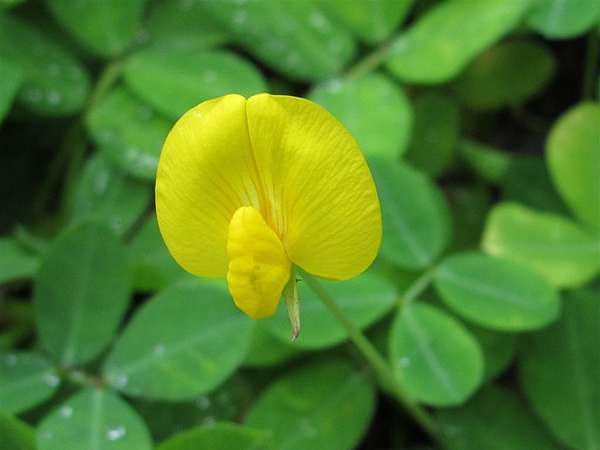 蔓花生vs 落花生 思在樹人 痞客邦