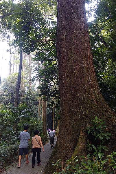 嘉義-樹木園03A 嘉義-樹木園03A