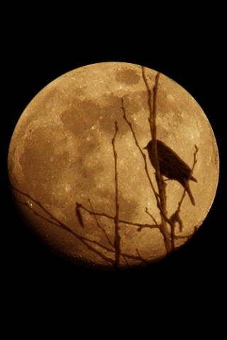 i-phone photos 131.JPG