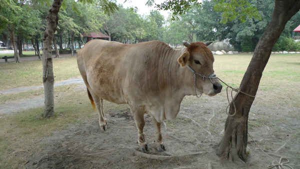 Image result for 牛綁在樹上 相片
