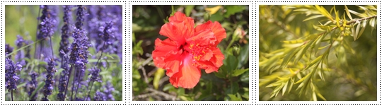 賞花.jpg 賞花.jpg