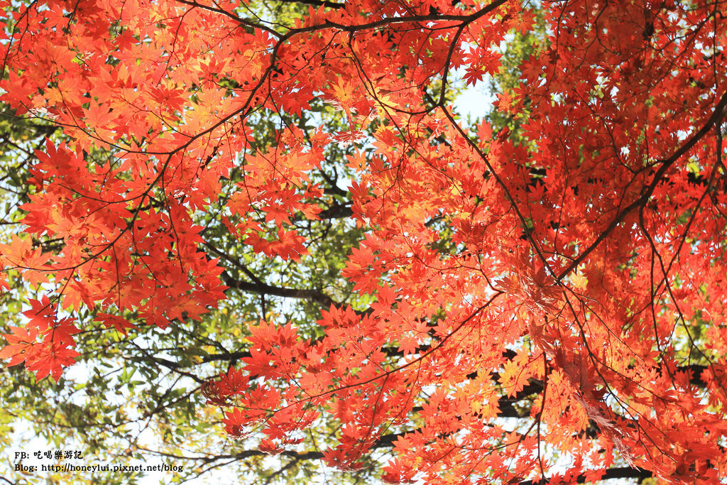 韓國2014 (10月秋) - 江原道雪嶽山國立公園秋天賞楓，分享蔚山岩登山路線