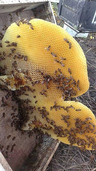 愛心巢片 愛心巢片