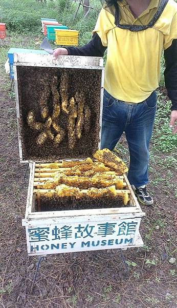 阿明哥與蜂箱 阿明哥與蜂箱