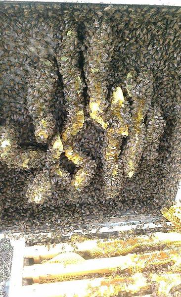 壅擠的蜂箱 壅擠的蜂箱