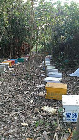 103.04.11南化搖蜜 (1).jpg 103.04.11南化搖蜜 (1).jpg