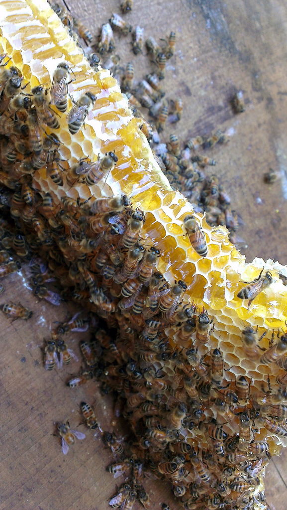 小蜜蜂們瘋狂的吸食著蜂蜜