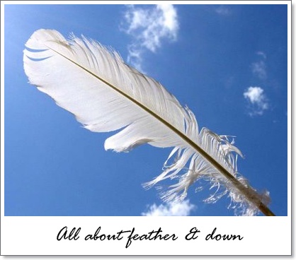 feather_down_basic.jpg