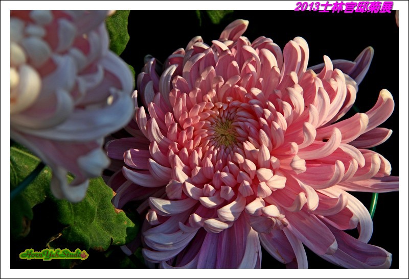 2013士林官邸菊展09.JPG