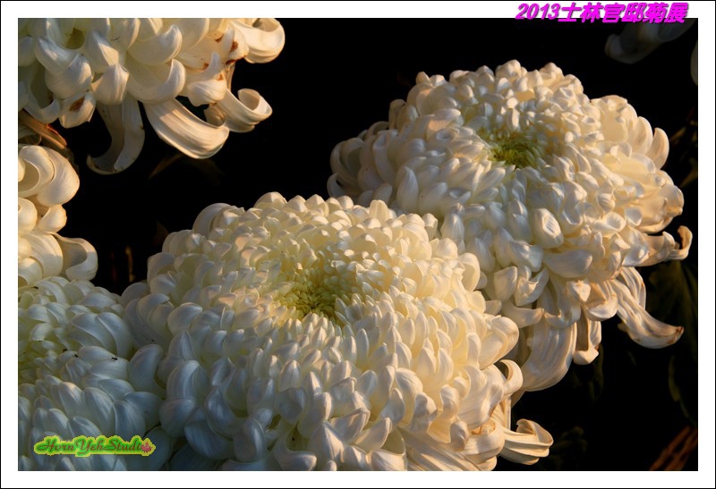 2013士林官邸菊展12.JPG