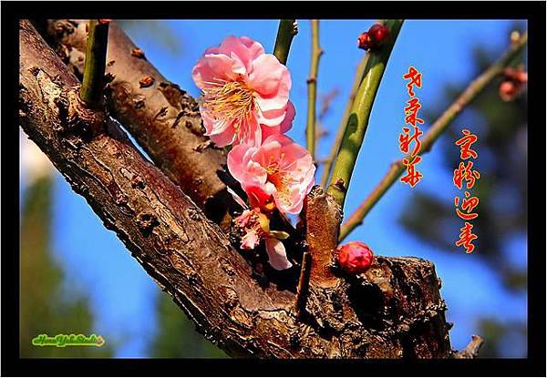 甲午宮粉梅01.jpg