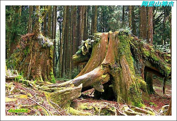 阿里山神木01.JPG