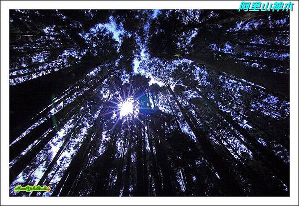 阿里山神木02.JPG