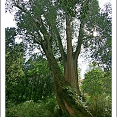 阿里山神木04.JPG