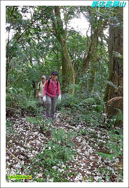 新店塗潭山09.JPG