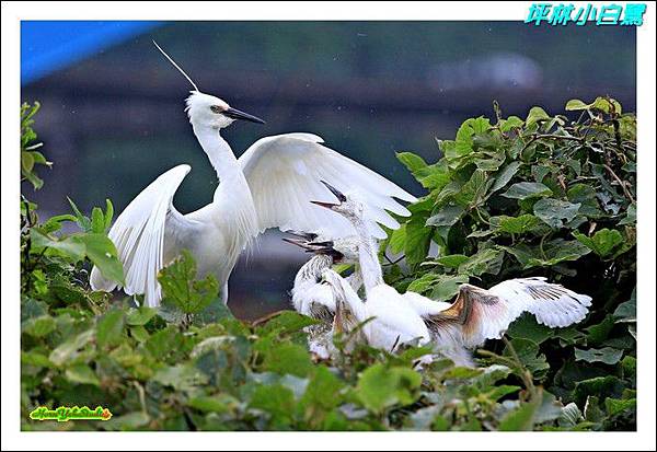 坪林小白鷺03.JPG