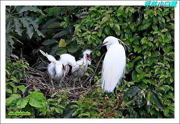 坪林小白鷺04.JPG