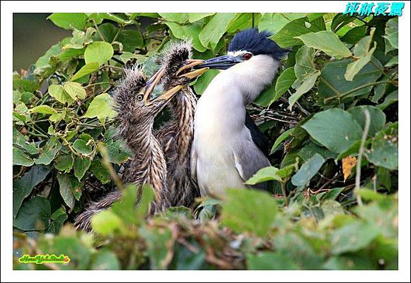 坪林夜鷺02.JPG